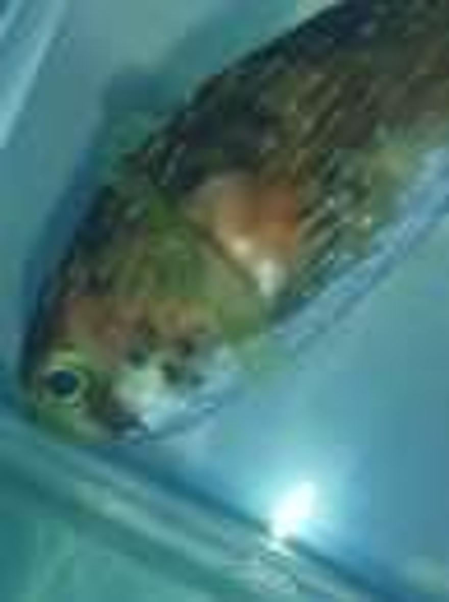 saltwater fish - diodon holocanthus - porcupine puffer stocking in 75 gallons tank - Our puffer.....Before getting stung by the lion fish. He ended up dying 3 days after getting stung.