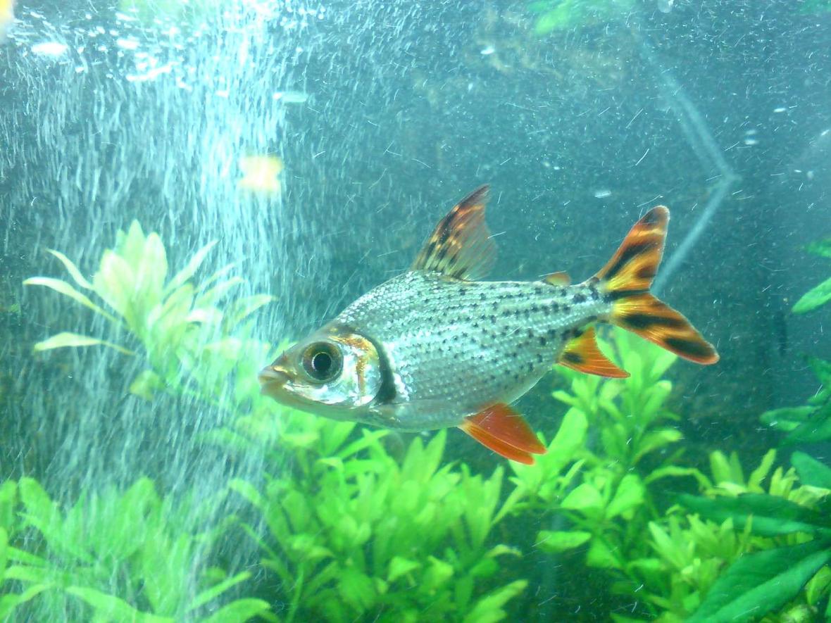 freshwater fish - semaprochilodus taeniurus - redfin prochilodus stocking in 48 gallons tank - The striking silver flagtail (common name) Believe its called a Procholodus, not entirely sure. Beautiful fish.