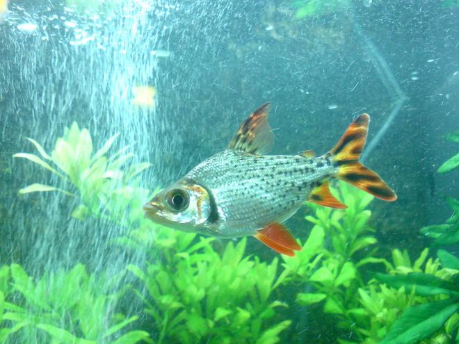 freshwater fish - semaprochilodus taeniurus - redfin prochilodus stocking in 48 gallons tank - The striking silver flagtail (common name) Believe its called a Procholodus, not entirely sure. Beautiful fish.