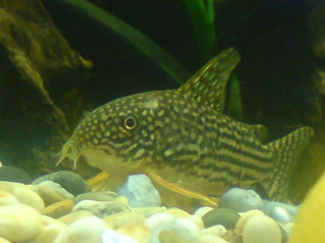 freshwater fish - corydoras sterbai - sterba's cory stocking in 48 gallons tank - Cute Sterbai Cory
