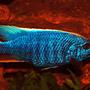 freshwater fish - sciaenochromis fryeri - electric blue hap stocking in 169 gallons tank - Electric Blue