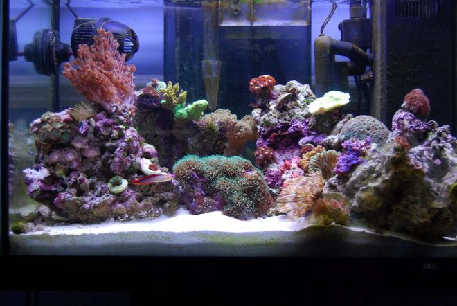 15 gallons reef tank (mostly live coral and fish) - My beautiful piece of heaven