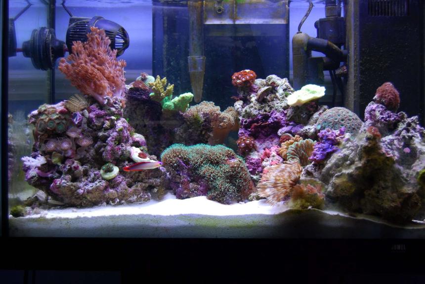 Rated #62: 15 Gallons Reef Tank - My beautiful piece of heaven