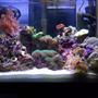 15 gallons reef tank (mostly live coral and fish) - My beautiful piece of heaven