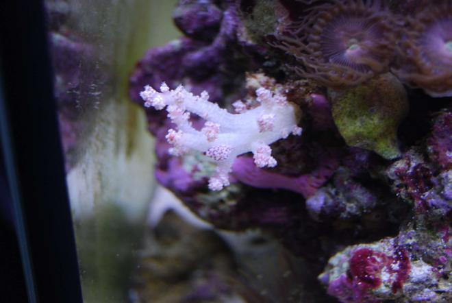 corals inverts - dendronephthya sp. - carnation tree coral stocking in 15 gallons tank - Symbiotic Cowrie on Tree Coral