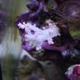 corals inverts - dendronephthya sp. - carnation tree coral stocking in 15 gallons tank - Symbiotic Cowrie on Tree Coral