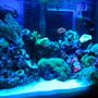 fish tank picture - Actinics