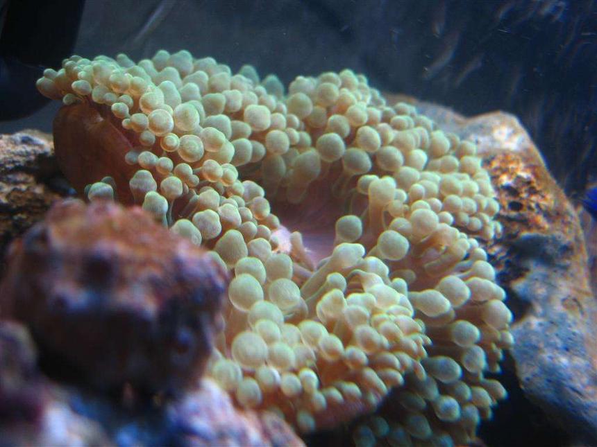 Rated #426: Corals Inverts - Entacmaea Quadricolor - Bulb Anemone Stocking In 4 Gallons Tank - Bubble-Tip Anemone (Entacmaea Quadricolor)