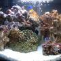 fish tank picture - 2 WEEKS OLD My 16 litre (4 gallon) reef tank : )