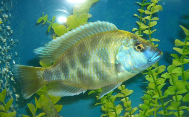 freshwater fish - nimbochromis venustus - venustus cichlid stocking in 42 gallons tank - large male haplochromis venustus.
wild caught