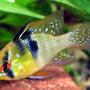 freshwater fish - papiliochromis ramirezi - german blue ram stocking in 44 gallons tank - Male Blue Ram (microgeophagus ramirezi)
