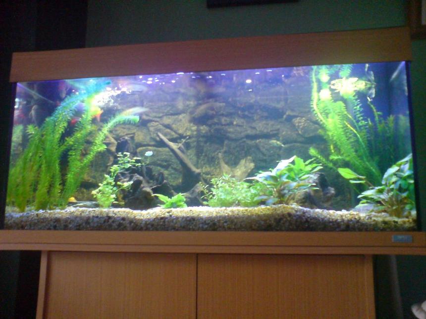 Rated #168: 48 Gallons Freshwater Fish Tank - This is my current set up, with the juwel 3d backround, mainly used fine gravel for substrate but have a "sandpit" in the back corner for the eel. Main peice being a lovely shaped bog wood