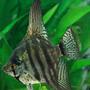 freshwater fish - pterophyllum sp. - smokey leopard veil angel stocking in 200 gallons tank - Smoky Angelfish