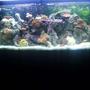 72 gallons reef tank (mostly live coral and fish) - 72 Gallon Reef