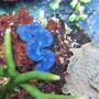 corals inverts - tridacna maxima - blue maxima clam stocking in 100 gallons tank - Tridacna maxima