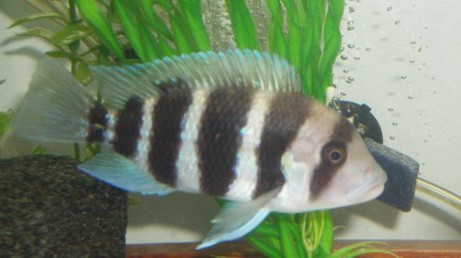 freshwater fish - cyphotilapia frontosa - frontosa cichlid stocking in 42 gallons tank - frontosa 6 bar 
small 10cm