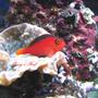 saltwater fish - neocirrhitus armatus - flame hawkfish stocking in 100 gallons tank - Neocirrhites Armatus 2