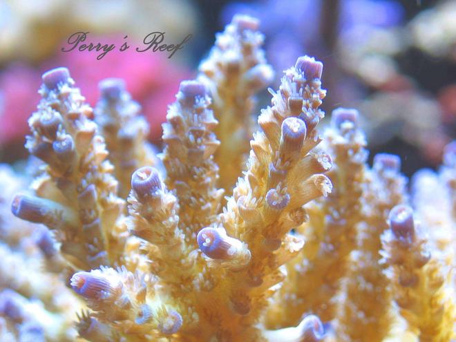 corals inverts - acropora tenuis - tenuis, green with purple tips stocking in 100 gallons tank - Acropora tenuis