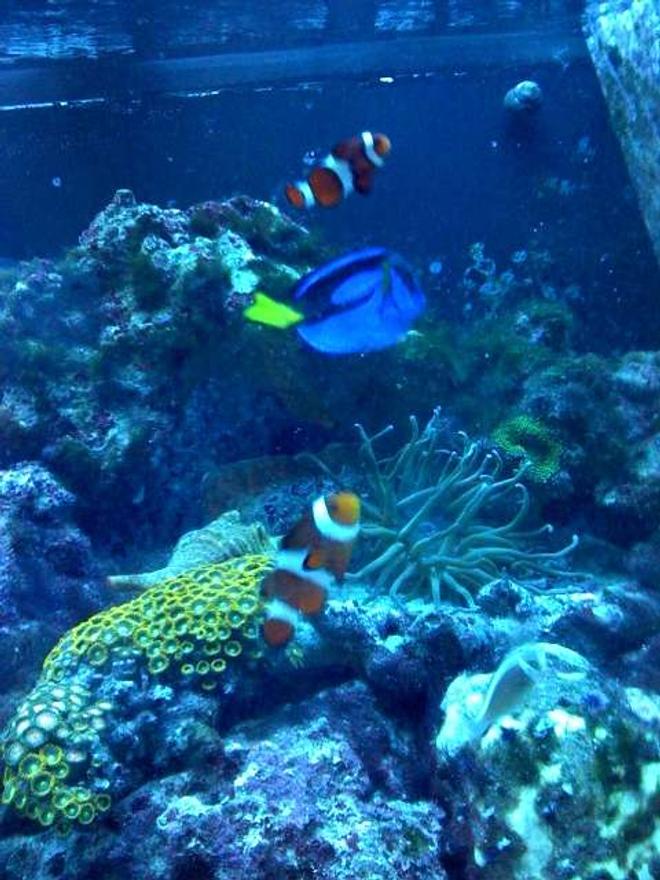 125 gallons reef tank (mostly live coral and fish) - 9 months old 125 tank