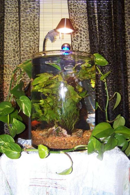 6 gallons planted tank (mostly live plants and fish) - 6g hand blown glass tank