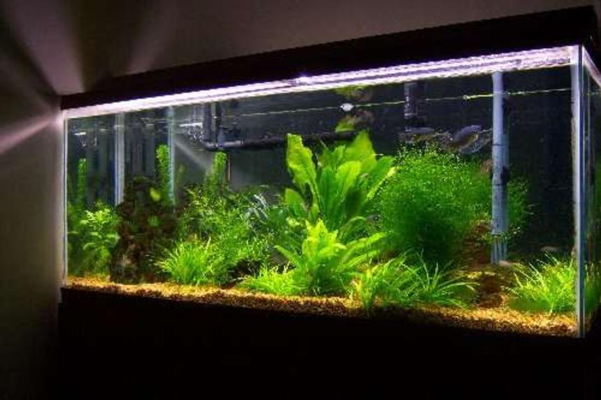 Rated #65: 55 Gallons Planted Tank - One of my tanks.