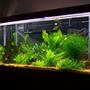 55 gallons planted tank (mostly live plants and fish) - One of my tanks.