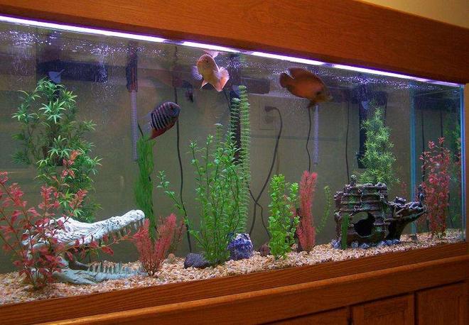 freshwater fish tank (mostly fish and non-living decorations) - 150 gallon Oscar tank