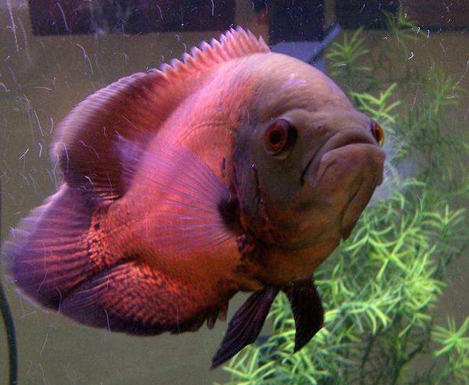 freshwater fish - astronotus ocellatus - red oscar - Red Oscar (Nigel)