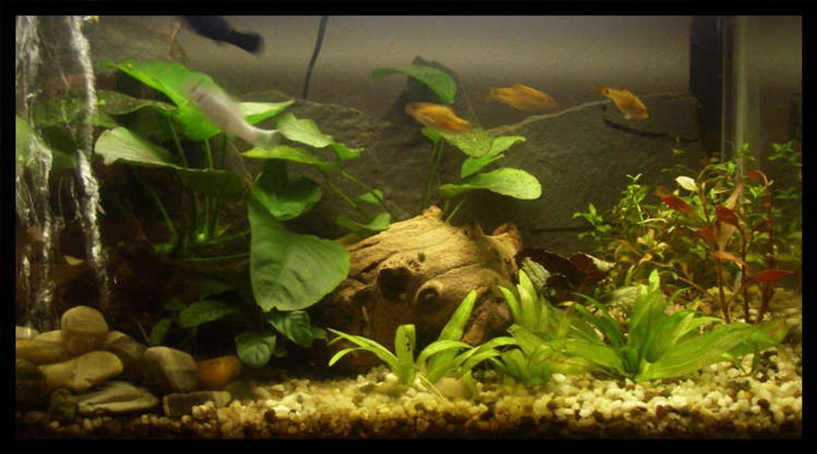 10 gallons planted tank (mostly live plants and fish) - 10 gallon planted with anubias and ludwiga no filtration