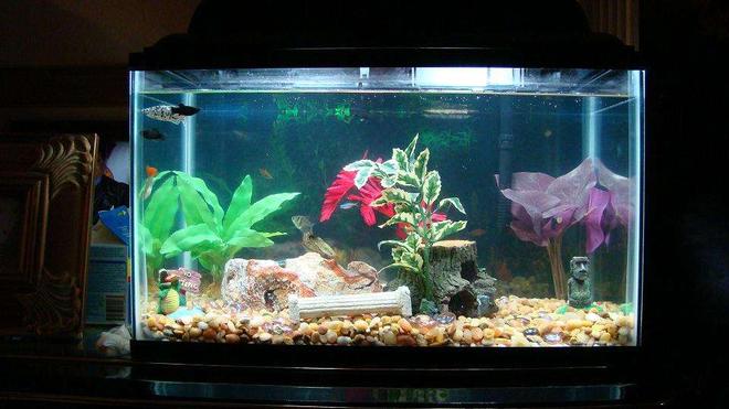 10 gallons freshwater fish tank (mostly fish and non-living decorations) - 10 gallon fish tank