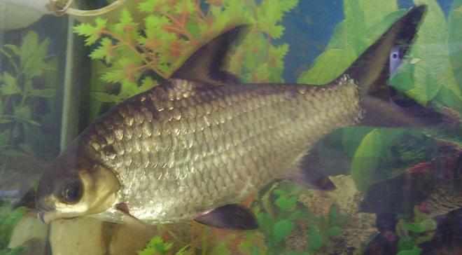 freshwater fish - balantiocheilus melanopterus - bala shark - this is my silver shark, he is one of the first fish i started with, he was only 5cm whan i got him and he was very skinny, now look at him! he is now about 25cm and very buldgy :P