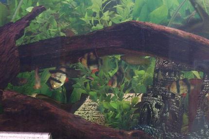 freshwater fish - puntius tetrazona - tiger barb - Tiger barbs are great schooling fish, apparently they tend to attack other fish and nip their fins but all of my fish get along extremely well. i think the tiger barb school have even adopted the neon tetra =]