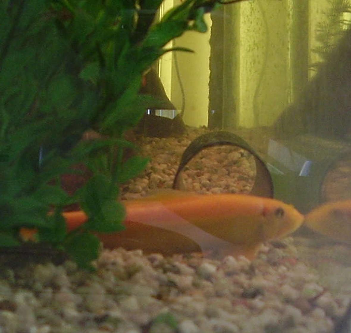 freshwater fish - gyrinocheilos aymonieri - gold algae eater - When i took this picture of my gold algae eater he was playing the stay still and maybe they wont see me card, silly thing, he loves to hide in the tubing and chase the other two brown algae eaters, he is the biggest sae