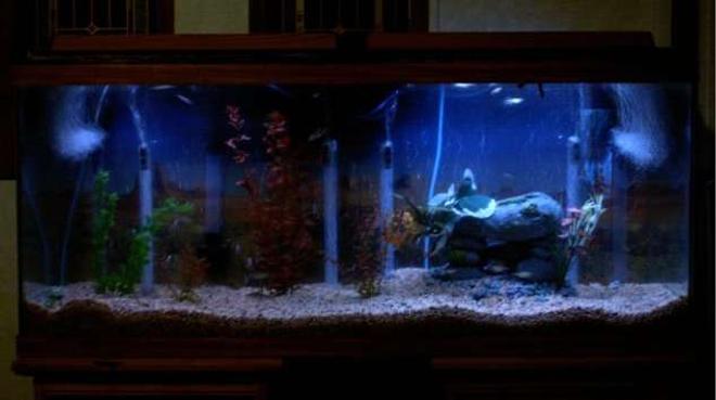 55 gallons freshwater fish tank (mostly fish and non-living decorations) - My tank at night will get better pic