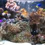 4 gallons reef tank (mostly live coral and fish) - 2 WEEKS OLD My 16 litre (4 gallon) reef tank : )