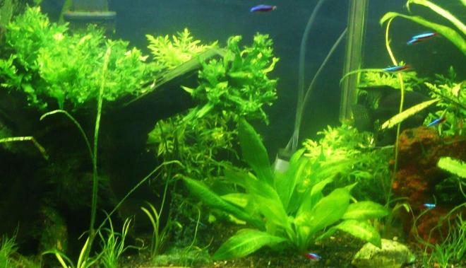 46 gallons planted tank (mostly live plants and fish) - planted tank 10.25.07