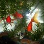 freshwater fish - carassius auratus - fantail goldfish stocking in 700 gallons tank - Gold fish