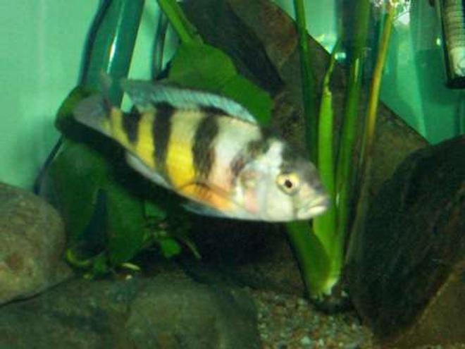 freshwater fish - astatotilapia latifasciata - zebra obliquiden stocking in 700 gallons tank - zebra obliquiden