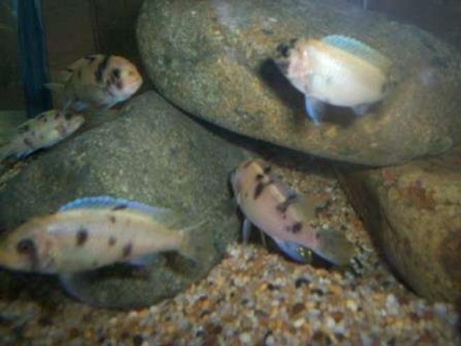 freshwater fish - aulonocara nyassae var. - peacock cichlid, orange blossom stocking in 700 gallons tank - Ob zebra cichlid