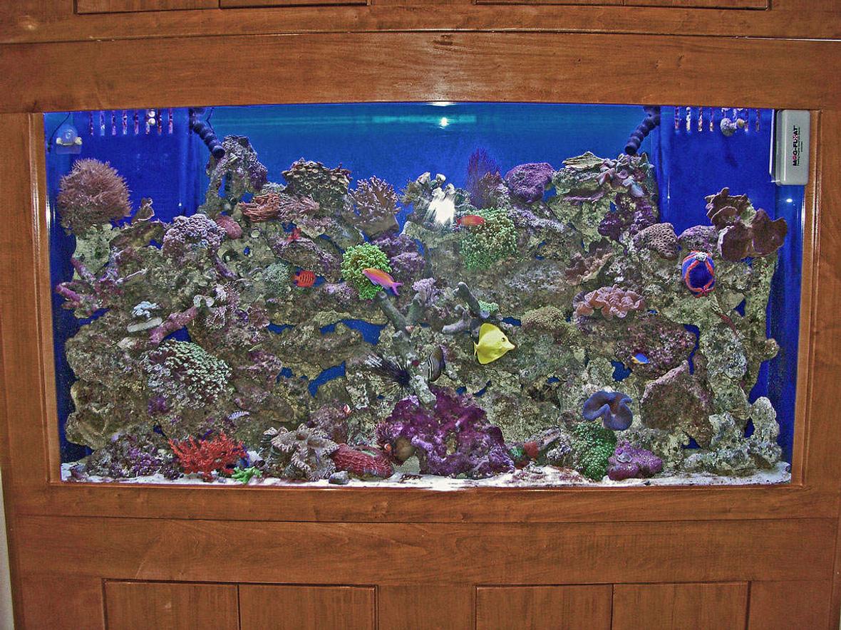180 gallons reef tank (mostly live coral and fish) - Coming soon