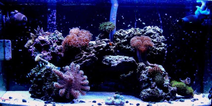 Rated #114: 46 Gallons Reef Tank - updated pic of my fishtank