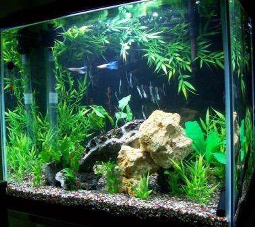 Rated #101: 25 Gallons Planted Tank - 25 Gallon
