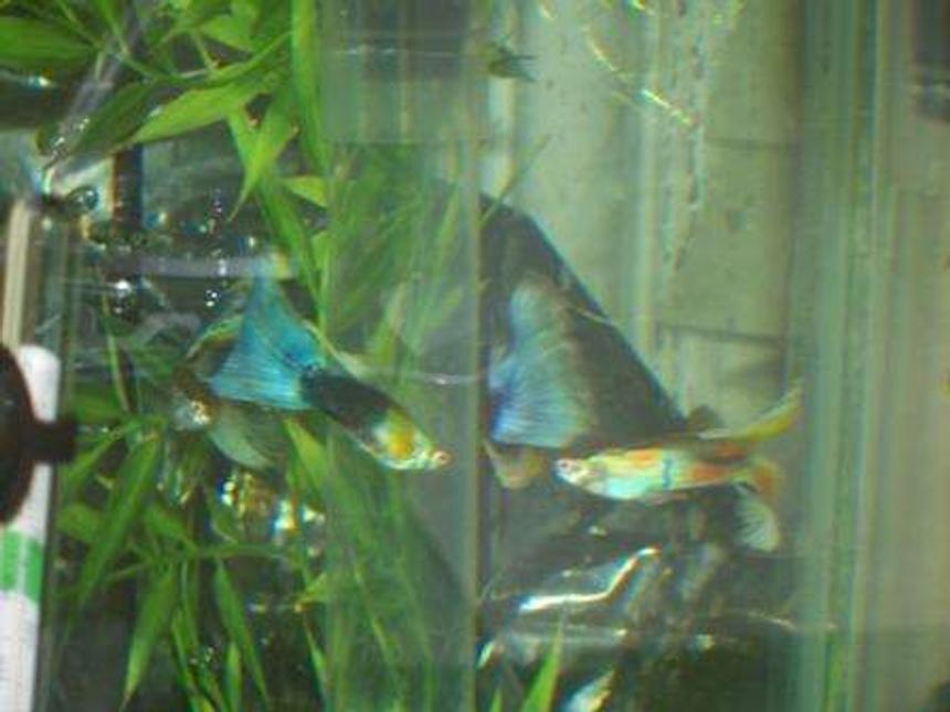 Rated #2438: Freshwater Fish - Poecilia Reticulata - Silver Streak Flamingo Guppy Stocking In 25 Gallons Tank - guppies