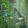freshwater fish - poecilia reticulata - silver streak flamingo guppy stocking in 25 gallons tank - guppies