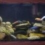 90 gallons freshwater fish tank (mostly fish and non-living decorations) - African Mbuna Habitat