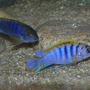 freshwater fish - labidochromis sp. - hongi stocking in 90 gallons tank - Labidochromis Hongi "Magunga Dwarfs"