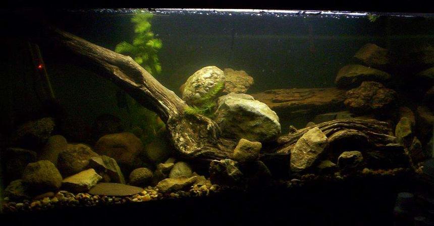 Rated #1667: 90 Gallons Freshwater Fish Tank - Discus Tank, before discus.(Still haven't gotten around to putting any in yet..LOL)