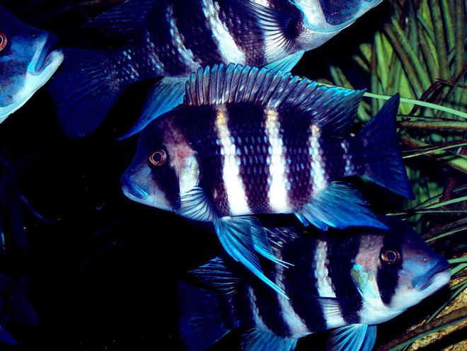 freshwater fish - cyphotilapia frontosa - frontosa cichlid stocking in 90 gallons tank - Burundi Frontosa Breeder Group