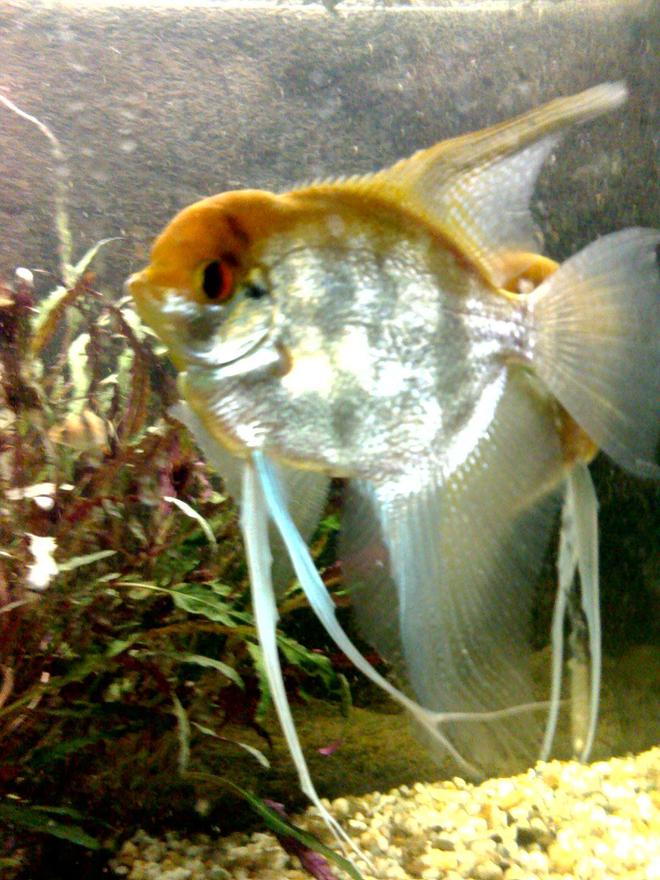 freshwater fish - pterophyllum sp. - gold veil angel - Angel