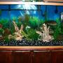 140 gallons freshwater fish tank (mostly fish and non-living decorations) - This is my 140 new world cichlid tank